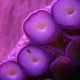 Illustration for article titled First Complete Octopus Genome Will Unlock Cephalopod Secrets